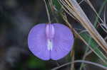 Butterflypea